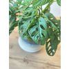 Monstera monkey mask / adansonii