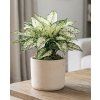 Aglaonema White Kiwi