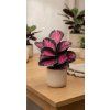 Calathea Misty red