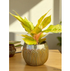 Lotus pot (Průměr 16,5 cm)