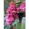 vyr 275 IMG 3407