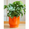 Obal Just Orange (Průměr 14 cm)