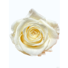 vyr 365 IMG 20260321 WA00177