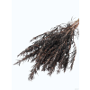 vyr 371 T01359 Rosemary 1