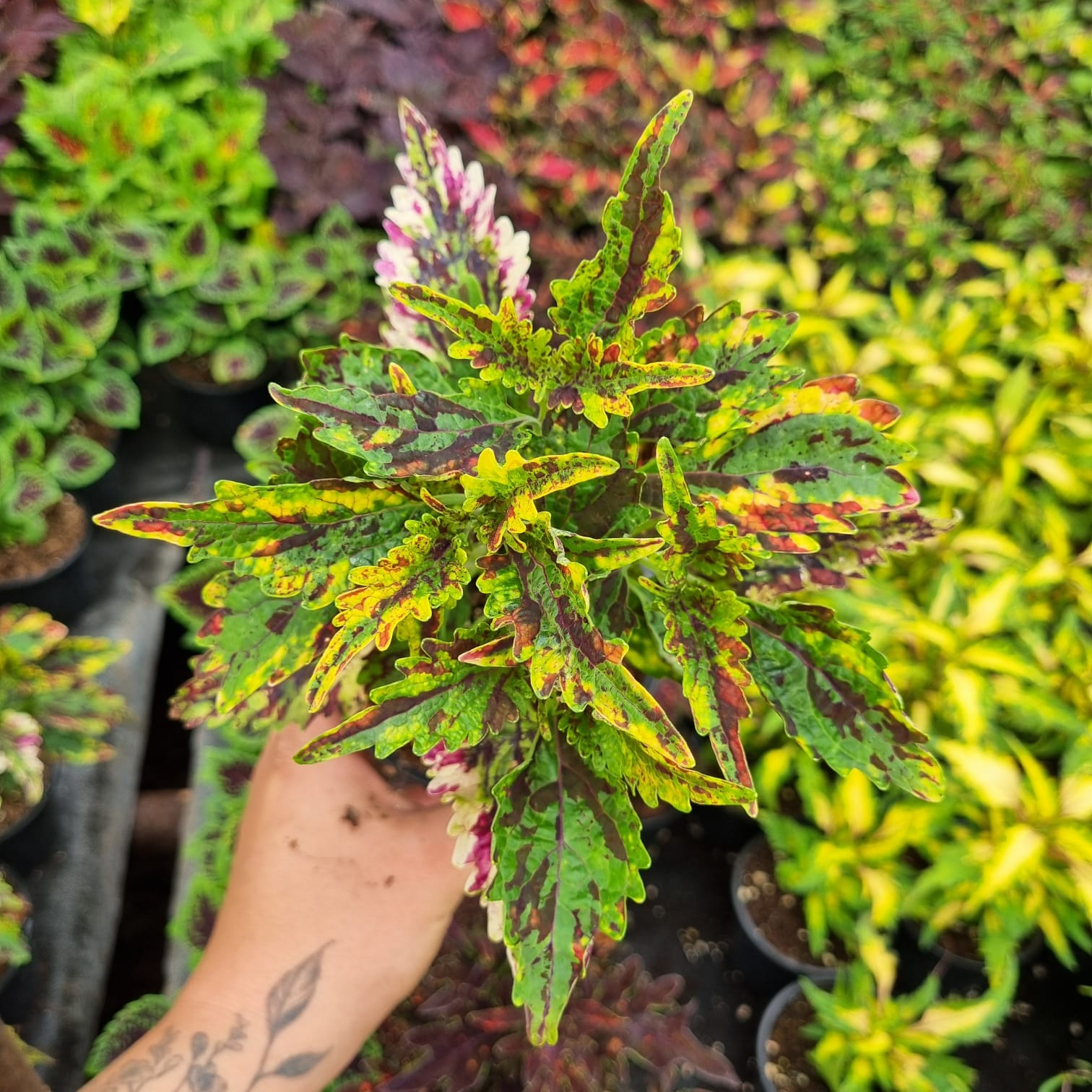 🌿 Jak na pěstování africké kopřivy venku: Praktický průvodce 🌞