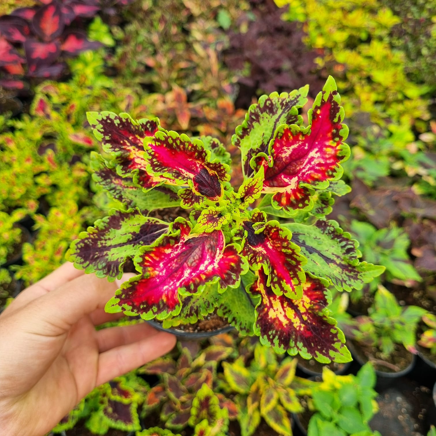 5 nejčastějších chyb při pěstování afrických kopřiv