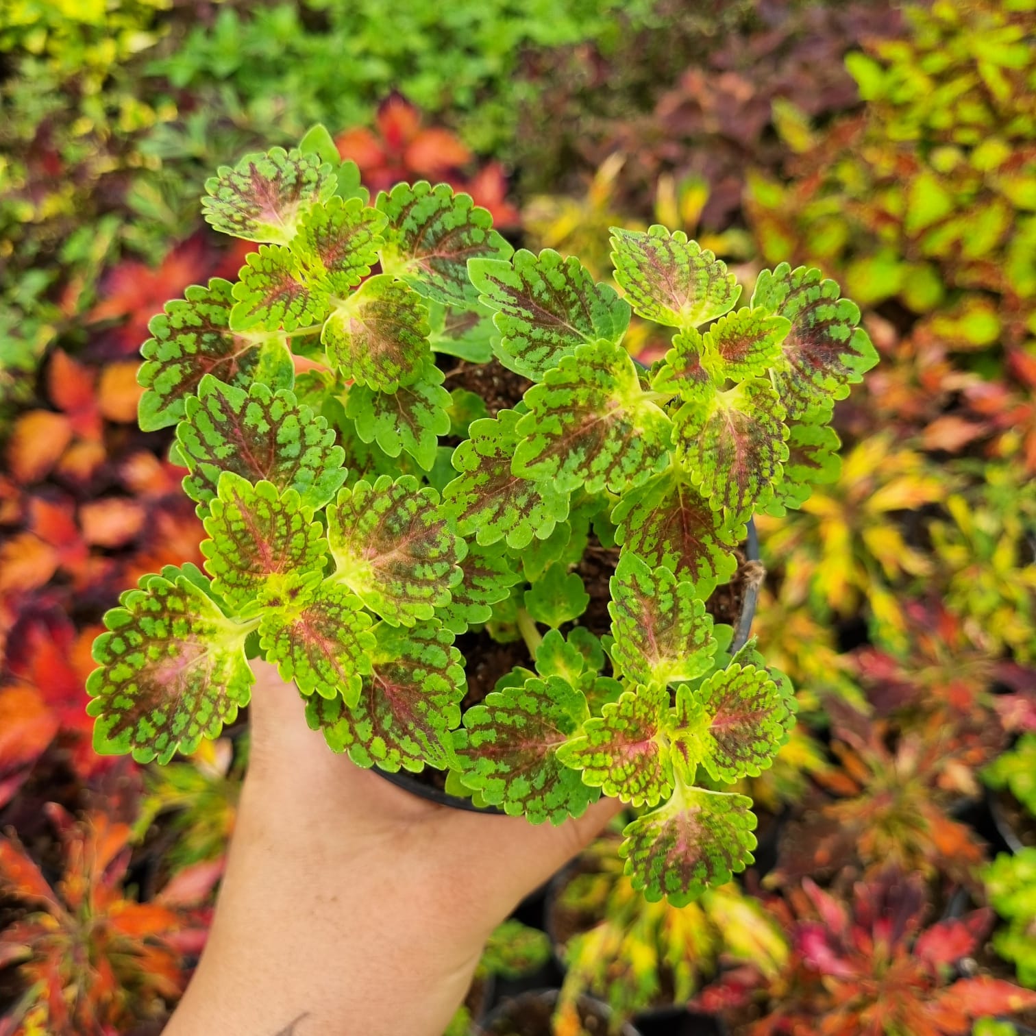 Jak si vybrat tu správnou africkou kopřivu?