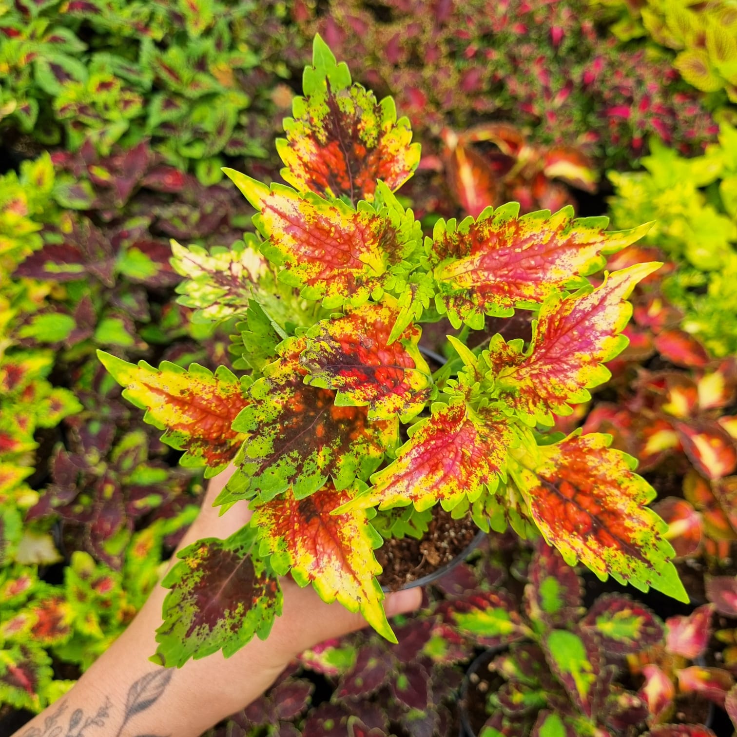 Jak správně pěstovat africké kopřivy?