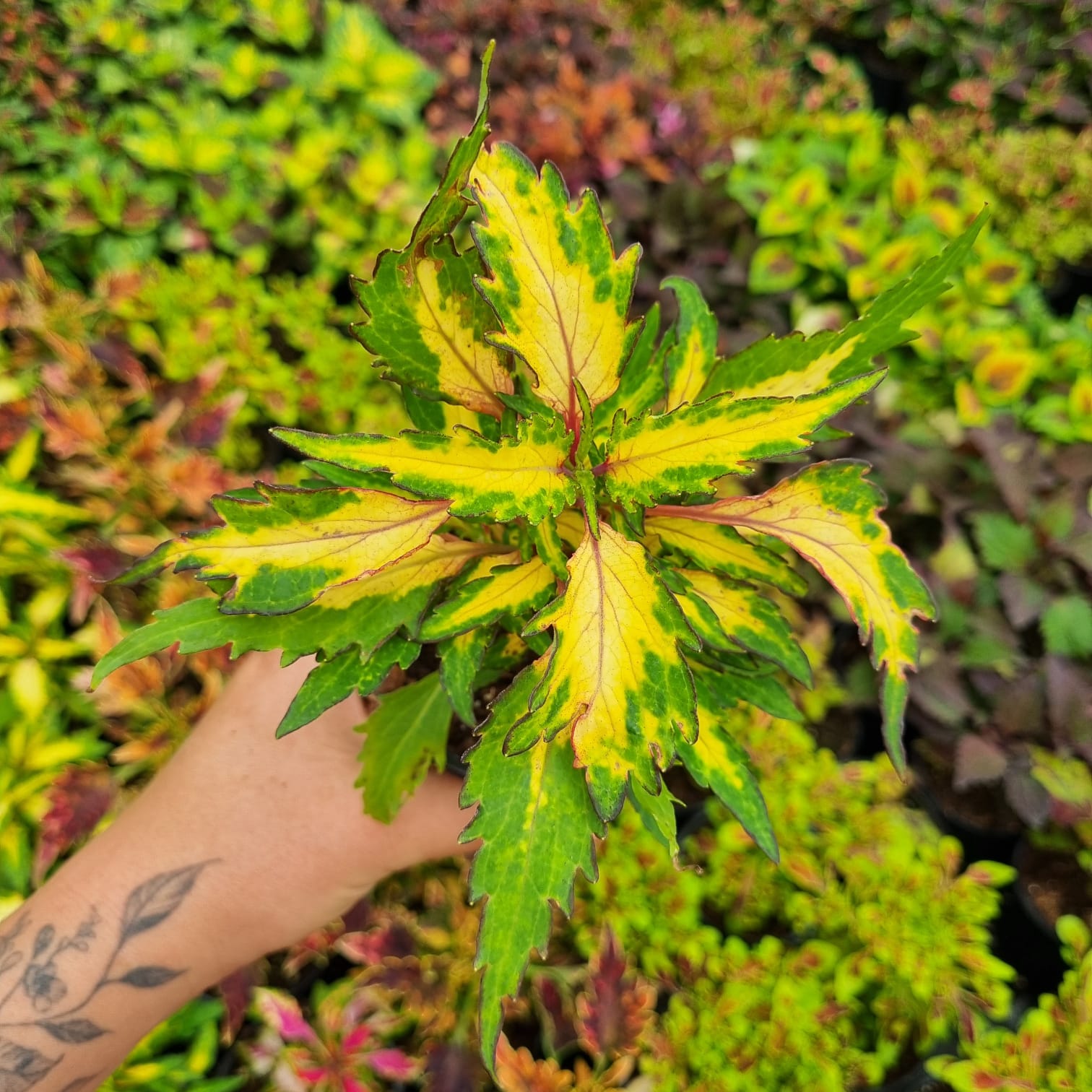 Jak vypiplat nádhernou africkou kopřivu 🌿✨ (Coleus blumei)