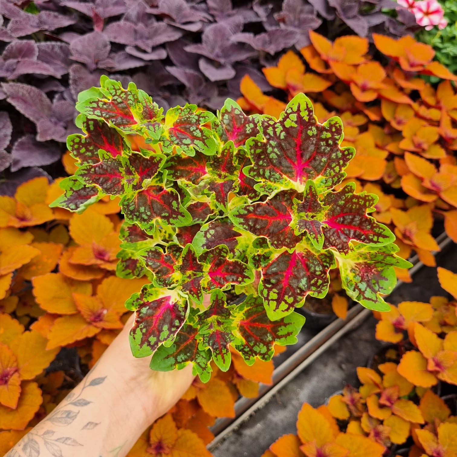 Africké kopřivy pěstování