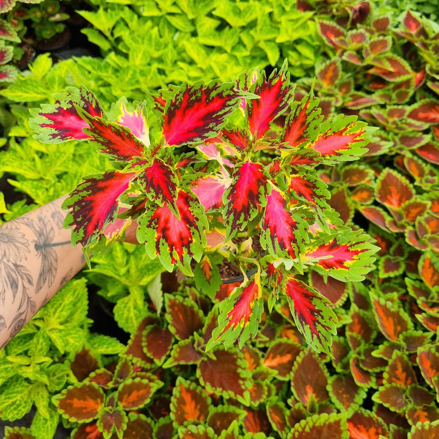 🌱 Jak na pěstování africké kopřivy doma: Praktický průvodce 🌿