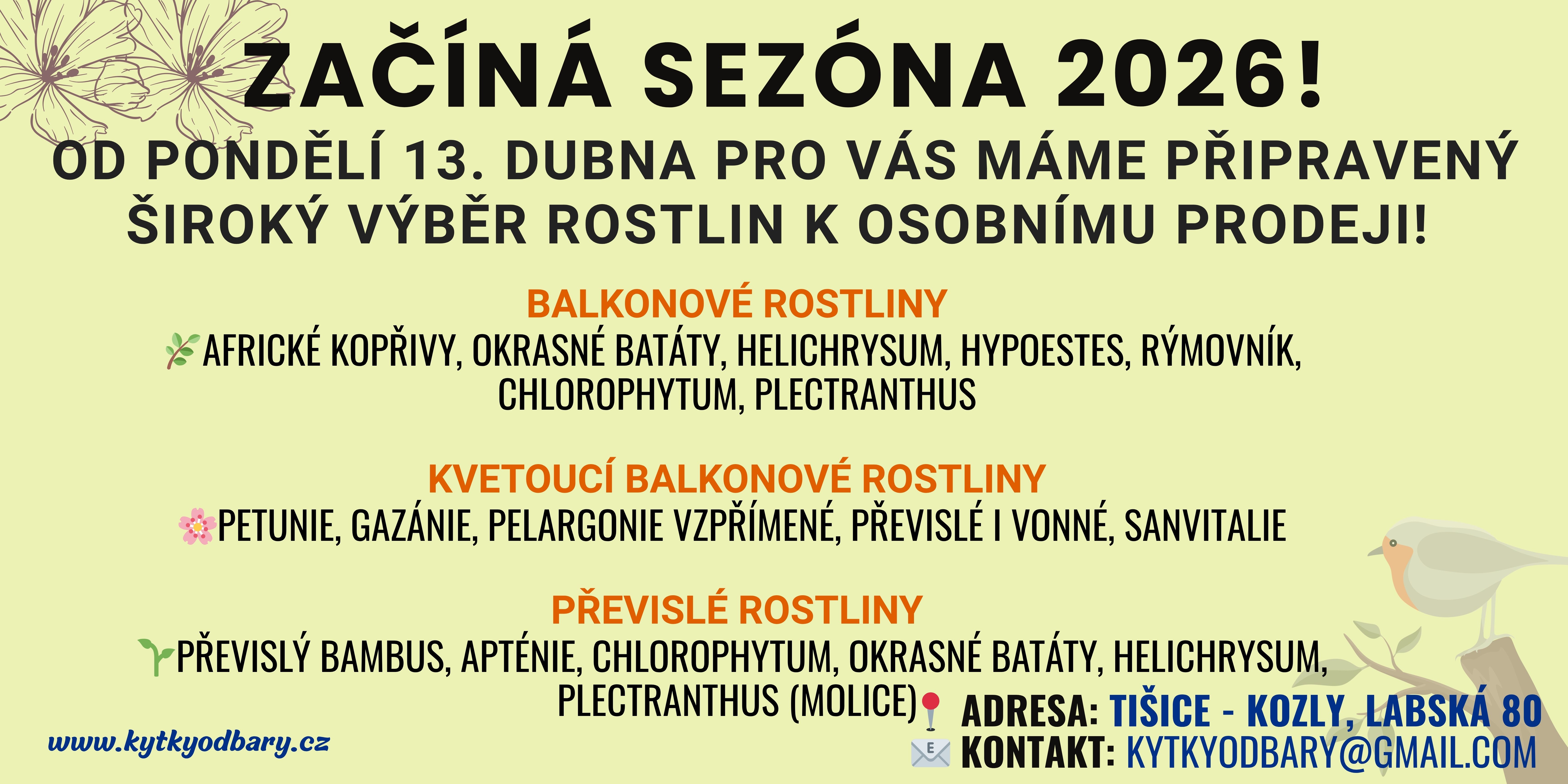 zacatek sezony - africke-koprivy - pelargonie