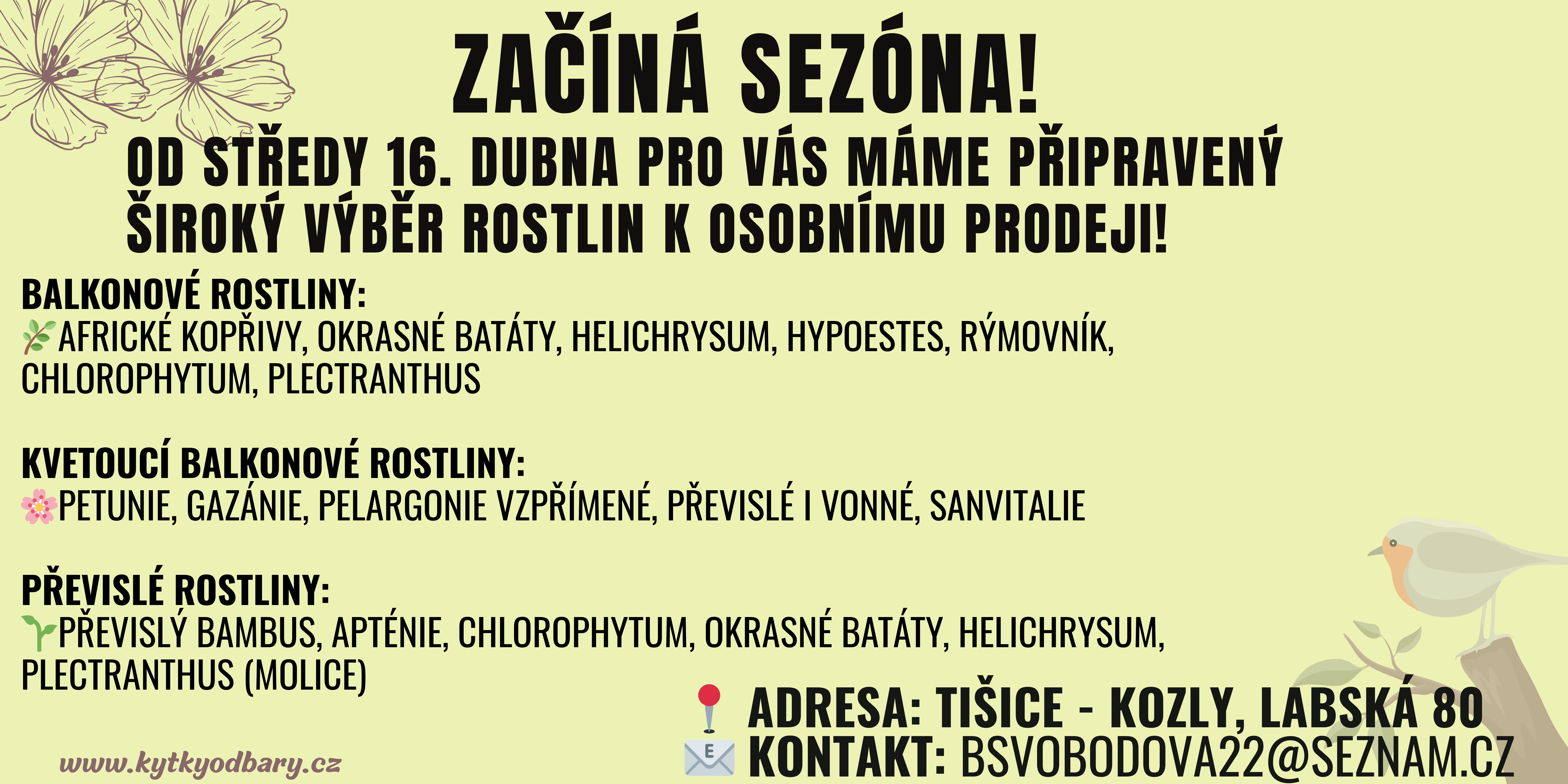 zacatek sezony - africke-koprivy - pelargonie