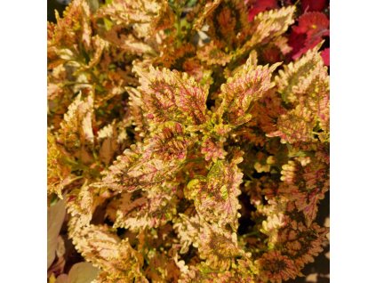 coleus blumei pinata