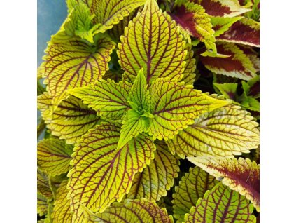 inbound8335207355292000834