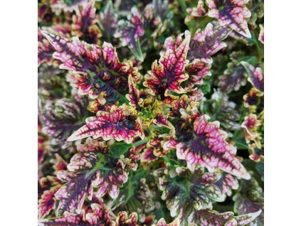 coleus blumei gilda