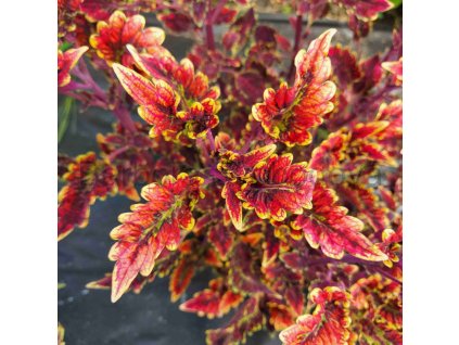 coleus blumei red which