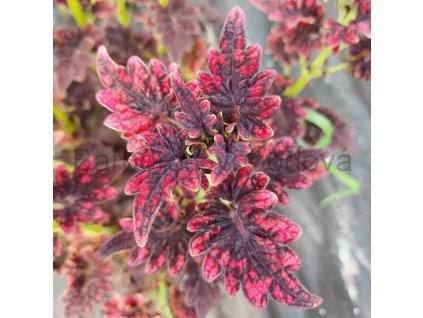 coleus blumei victorian ruffles