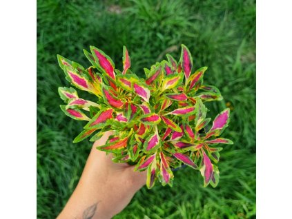 coleus blumei fancy feathers pink