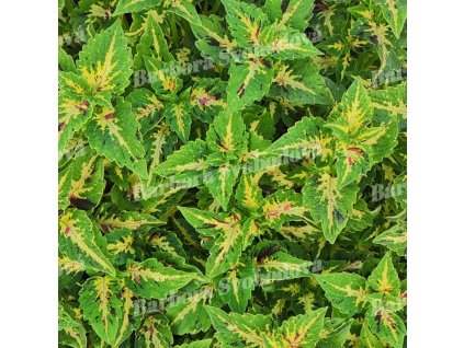 coleus blumei emerald dawn