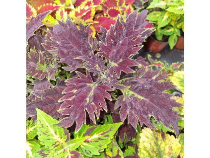 coleus blumei bs2002