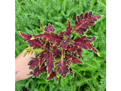 Africká kopřiva - Coleus blumei 'BS2009'
