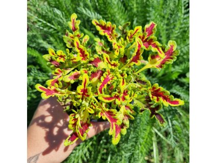 Africká kopřiva - Coleus blumei 'BS2010'