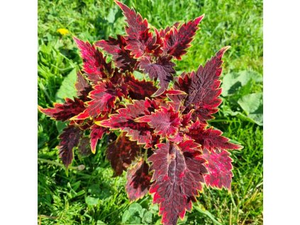 coleus blumei bs2015