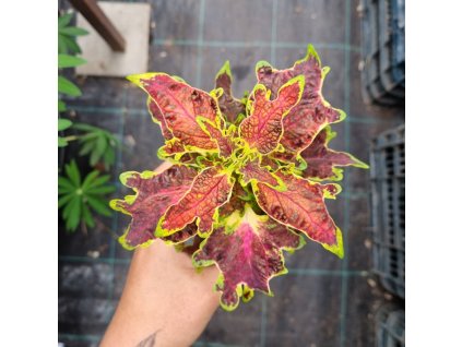 coleus blumei bs2024