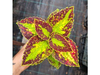 coleus blumei bs2026