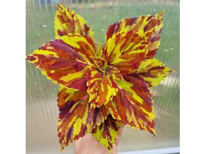 coleus blumei bs2028