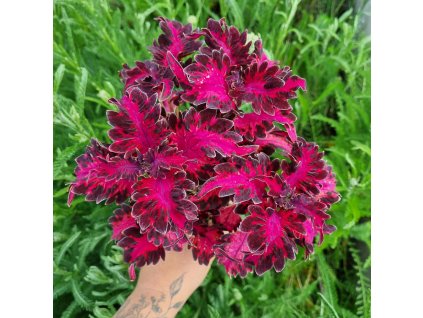 inbound895083202556882349