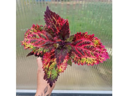 coleus blumei bs2029