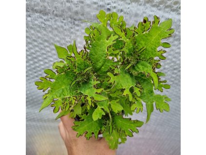 coleus blumei bs2033