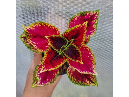 coleus blumei bs2021