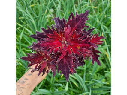 coleus blumei bs2037