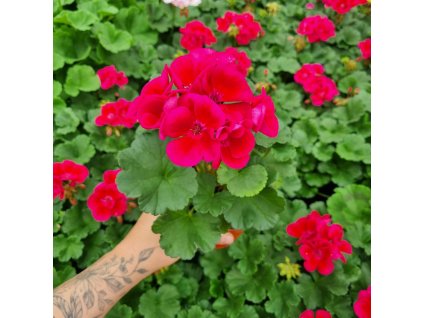pelargonie