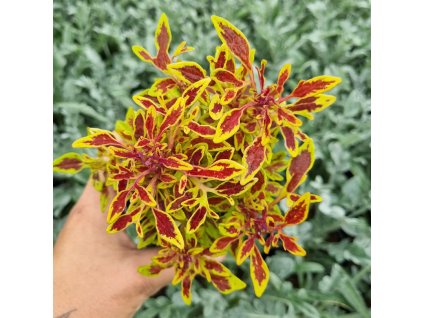 Africká kopřiva - Coleus blumei -Cuckoo