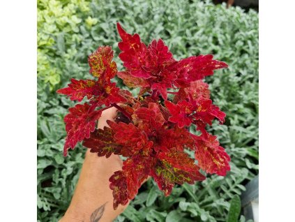 Africká kopřiva - Coleus blumei -Indian Summer
