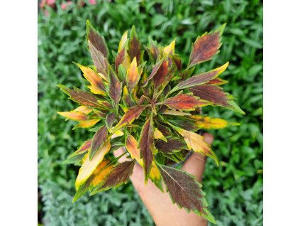 Africká kopřiva - Coleus blumei - Aluston