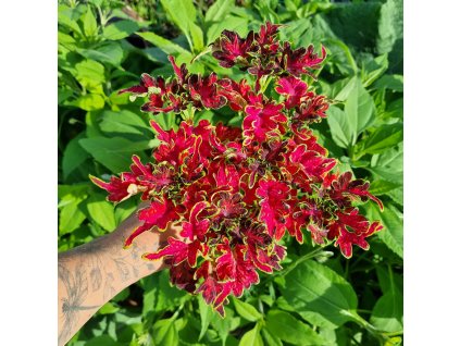 Africká kopřiva - Coleus blumei - Planter's Punch