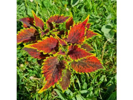 coleus blumei skyfire
