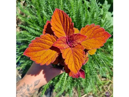 inbound2652955200044980361