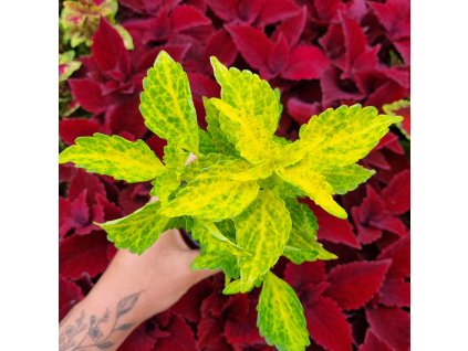 Africká kopřiva - Coleus blumei -Electric Lime