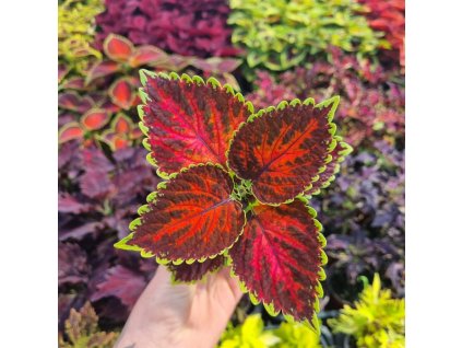 coleus blumei magnificent mile (1)