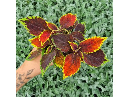 Africká kopřiva - Coleus blumei - Walter Turner