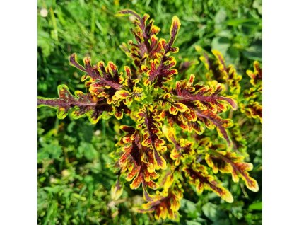 coleus blumei copper coral