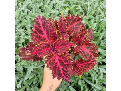 Africká kopřiva - Coleus blumei -Pink Ruffles
