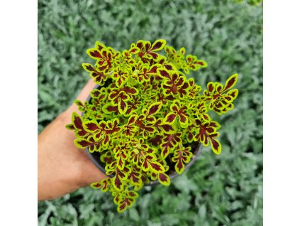 inbound7537569805177980082