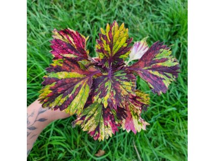 coleus blumei killer clown (1)